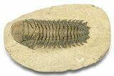 Detailed Crotalocephalina Trilobite - Exposed Hypostome #251051-1